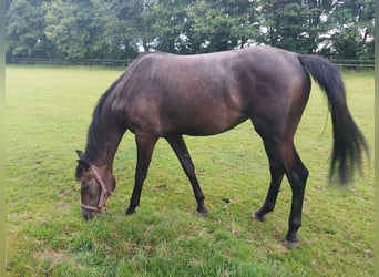 Hanoverian, Mare, 3 years, 16,1 hh, Can be white