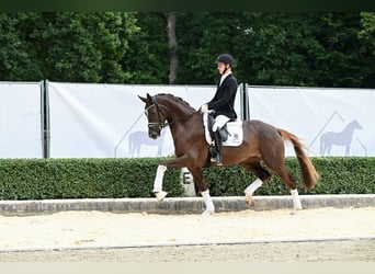 Hanoverian, Mare, 3 years, 16.1 hh, Chestnut