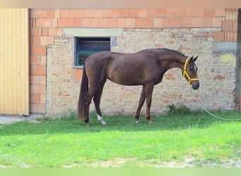 Hanoverian, Mare, 3 years, 16.1 hh, Chestnut