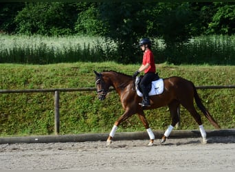 Hanoverian, Mare, 3 years, 16.1 hh, Chestnut