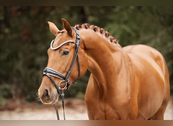 Hanoverian, Mare, 3 years, 16.1 hh, Chestnut-Red