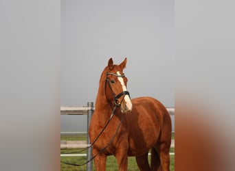 Hanoverian, Mare, 3 years, 16,1 hh, Chestnut-Red