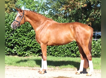 Hanoverian, Mare, 3 years, 16.1 hh, Chestnut-Red