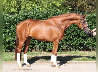 Hanoverian, Mare, 3 years, 16.1 hh, Chestnut-Red