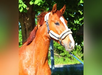 Hanoverian, Mare, 3 years, 16.1 hh, Chestnut-Red