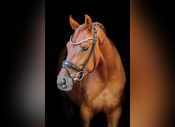 Hanoverian, Mare, 3 years, 16,1 hh, Chestnut-Red