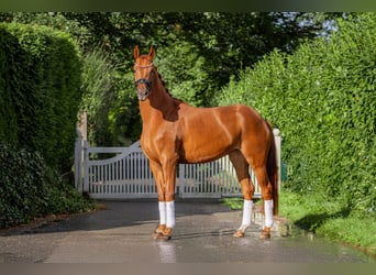 Hanoverian, Mare, 3 years, 16,1 hh, Chestnut-Red