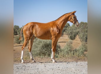 Hanoverian, Mare, 3 years, 16.1 hh, Chestnut-Red