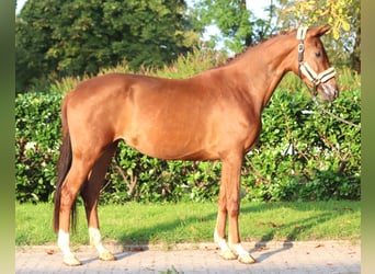 Hanoverian, Mare, 3 years, 16,1 hh, Chestnut-Red