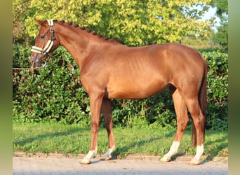 Hanoverian, Mare, 3 years, 16,1 hh, Chestnut-Red