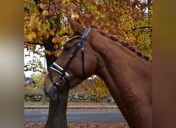 Hanoverian, Mare, 3 years, 16.1 hh, Chestnut-Red