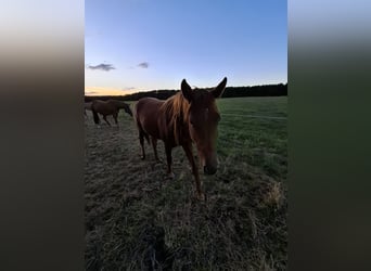 Hanoverian, Mare, 3 years, 16,1 hh, Chestnut-Red