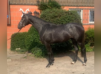 Hanoverian, Mare, 3 years, 16,1 hh, Gray-Dark-Tan