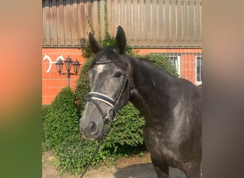 Hanoverian, Mare, 3 years, 16,1 hh, Gray-Dark-Tan