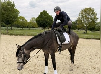 Hanoverian, Mare, 3 years, 16.1 hh, Grey-Dark-Tan