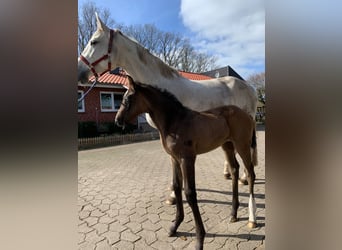 Hanoverian, Mare, 3 years, 16.1 hh, Grey-Dark-Tan