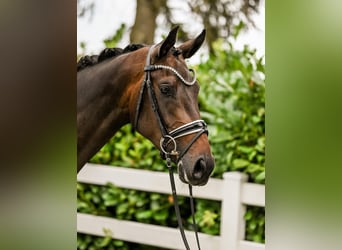 Hanoverian, Mare, 3 years, 16,1 hh, Smoky-Black