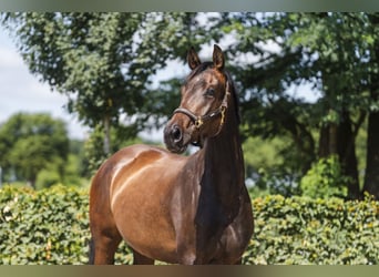 Hanoverian, Mare, 3 years, 16.2 hh, Bay-Dark