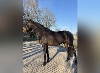 Hanoverian, Mare, 3 years, 16.2 hh, Bay-Dark