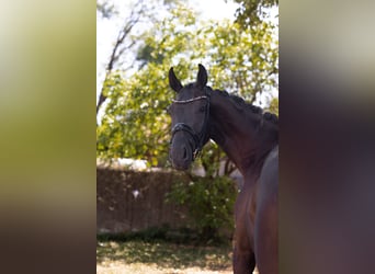 Hanoverian, Mare, 3 years, 16.2 hh, Black