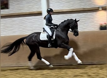Hanoverian, Mare, 3 years, 16.2 hh, Black