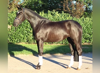 Hanoverian, Mare, 3 years, 16.2 hh, Black