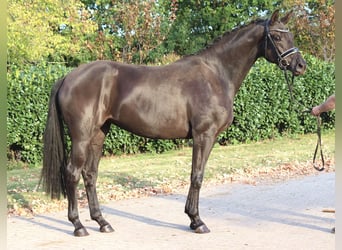 Hanoverian, Mare, 3 years, 16.2 hh, Black