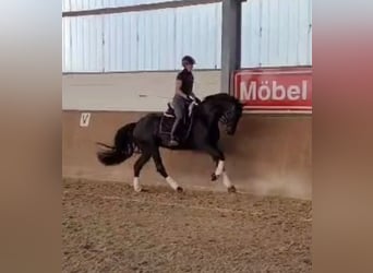 Hanoverian, Mare, 3 years, 16,2 hh, Black