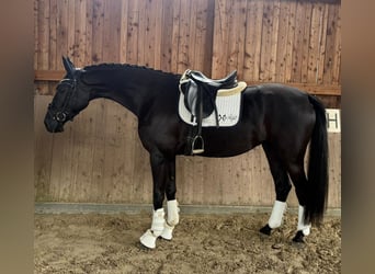 Hanoverian, Mare, 3 years, 16.2 hh, Black