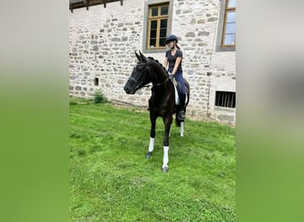 Hanoverian, Mare, 3 years, 16.2 hh, Black Hanoverian, Mare, 3 years, 16.2 hh, Black