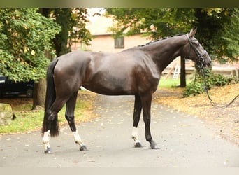 Hanoverian, Mare, 3 years, 16.2 hh, Black Hanoverian, Mare, 3 years, 16.2 hh, Black