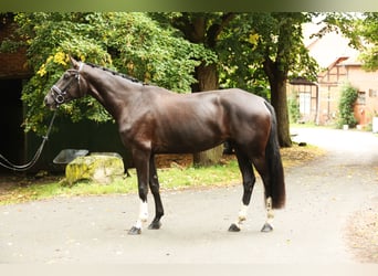Hanoverian, Mare, 3 years, 16.2 hh, Black Hanoverian, Mare, 3 years, 16.2 hh, Black