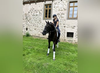 Hanoverian, Mare, 3 years, 16.2 hh, Black Hanoverian, Mare, 3 years, 16.2 hh, Black