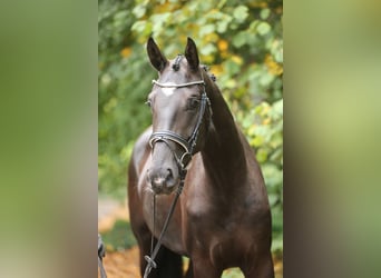 Hanoverian, Mare, 3 years, 16.2 hh, Black Hanoverian, Mare, 3 years, 16.2 hh, Black