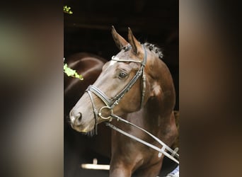 Hanoverian, Mare, 3 years, 16.2 hh, Black Hanoverian, Mare, 3 years, 16.2 hh, Black