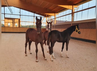 Hanoverian, Mare, 3 years, 16,2 hh, Black