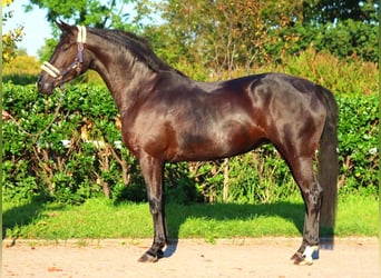 Hanoverian, Mare, 3 years, 16,2 hh, Black