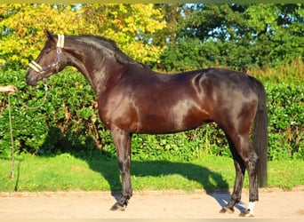 Hanoverian, Mare, 3 years, 16,2 hh, Black