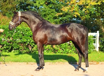 Hanoverian, Mare, 3 years, 16,2 hh, Black