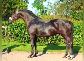 Hanoverian, Mare, 3 years, 16,2 hh, Black