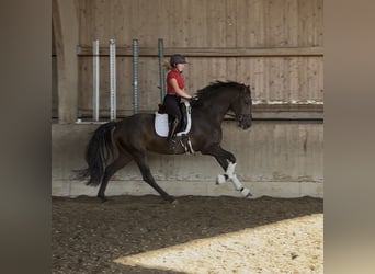 Hanoverian, Mare, 3 years, 16.2 hh, Brown