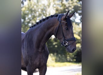 Hanoverian, Mare, 3 years, 16.2 hh, Brown