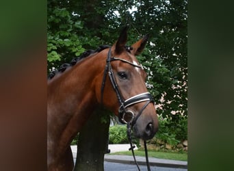 Hanoverian, Mare, 3 years, 16.2 hh, Brown
