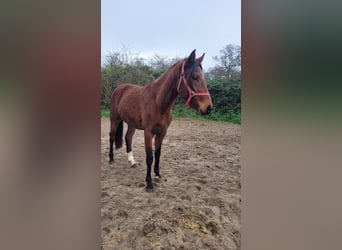 Hanoverian, Mare, 3 years, 16.2 hh, Brown