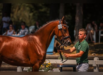 Hannoveraner, Stute, 3 Jahre, 16,2 hh, Brauner