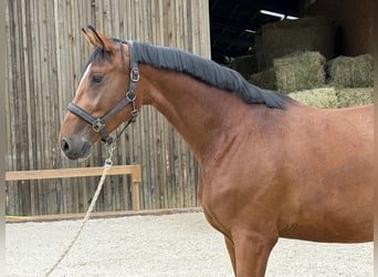 Hanoverian, Mare, 3 years, 16.2 hh, Brown