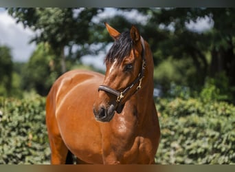 Hanoverian, Mare, 3 years, 16.2 hh, Brown