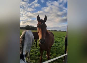 Hanoverian, Mare, 3 years, 16,2 hh, Chestnut