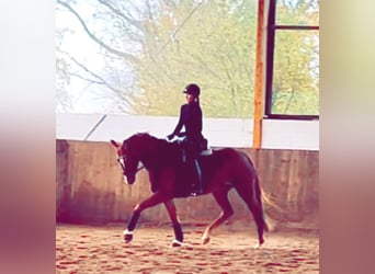 Hanoverian, Mare, 3 years, 16.2 hh, Chestnut-Red