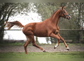 Hanoverian, Mare, 3 years, 16.2 hh, Chestnut-Red